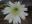 picture, cactus flower 2003/05/18