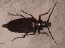 picture, bug.