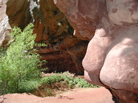 picture, little trip to the Grand Canyon of Arizona. Dripping spring trail.