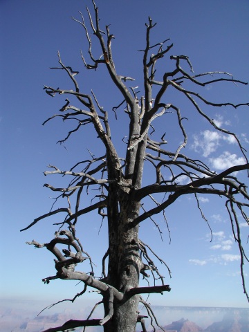 picture, little trip to the Grand Canyon of Arizona. Dripping spring trail.