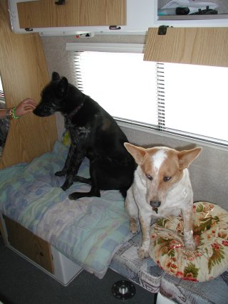 picture, dog in the casita.