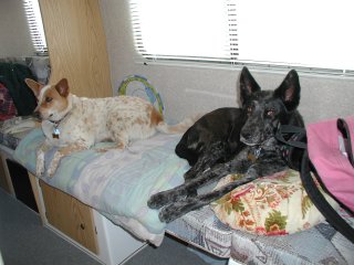 picture, dog in the casita.