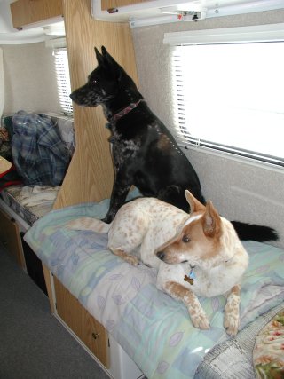 picture, dog in the casita.