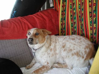 picture, dog in the casita.