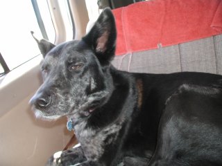 picture, dog in the casita.