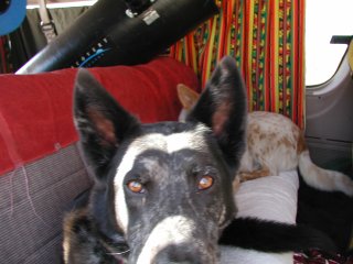 picture, dog in the casita.