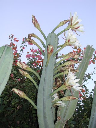 picture, blooming cactus flower 2003/05/18