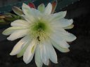 picture, blooming cactus flower 2003/05/18