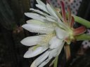 picture, blooming cactus flower 2003/05/18