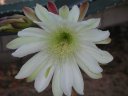 picture, blooming cactus flower 2003/05/18