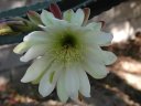 picture, blooming cactus flower 2003/05/18