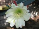 picture, blooming cactus flower 2003/05/18