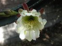 picture, blooming cactus flower 2003/05/18