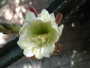 picture, blooming cactus flower 2003/05/18