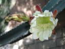 picture, blooming cactus flower 2003/05/18