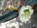 picture, blooming cactus flower 2003/05/18