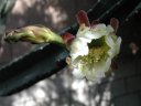 picture, blooming cactus flower 2003/05/18
