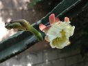 picture, blooming cactus flower 2003/05/18