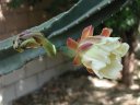 picture, blooming cactus flower 2003/05/18