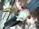 picture, blooming cactus flower 2003/05/18
