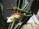 picture, blooming cactus flower 2003/05/18