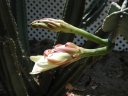 picture, blooming cactus flower 2003/05/18