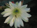 picture, cactus flower animation. - Animation de la vie d'une fleur de cactus.