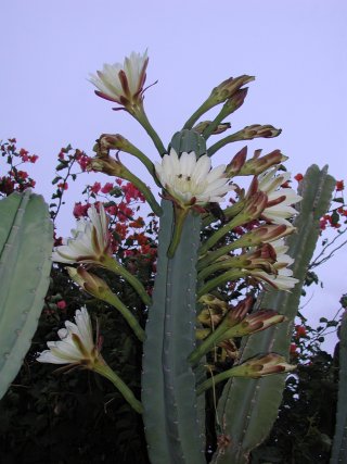 picture, blooming cactus.